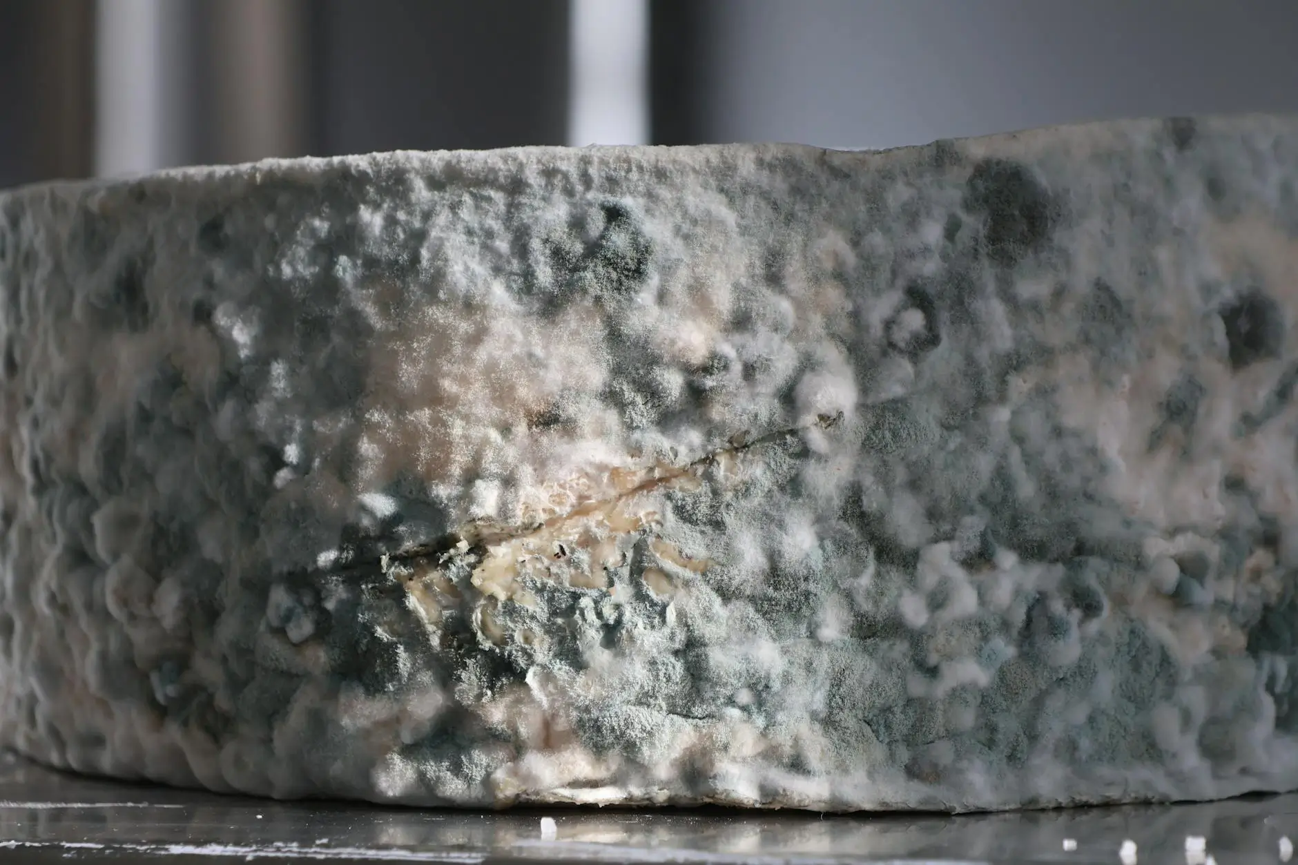 The Danger of Hidden Mold in Jacksonville — Jacksonville